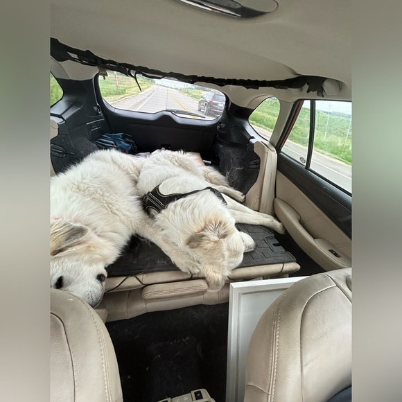 Welcome to our Posh!! - Picture 8 of 17